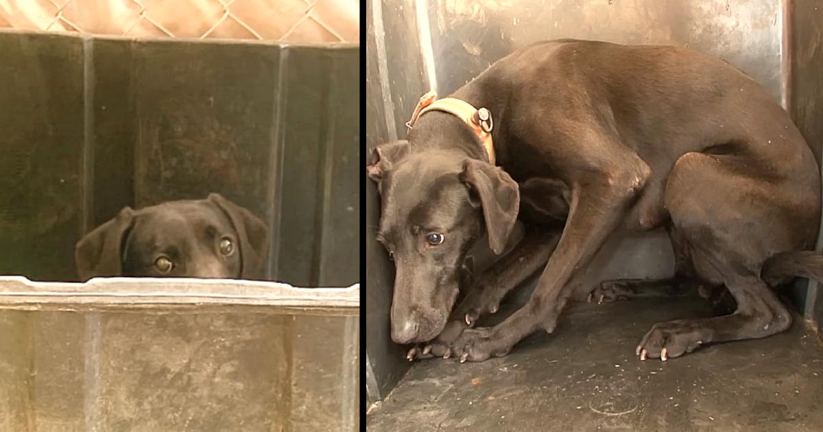 Abused Dog Isolated Herself From The World