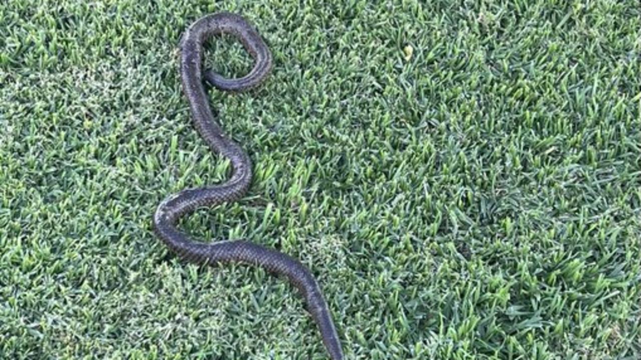 NSW snake plague: Dogs, cattle bitten as floodwaters force snakes onto high  ground | Daily Telegraph