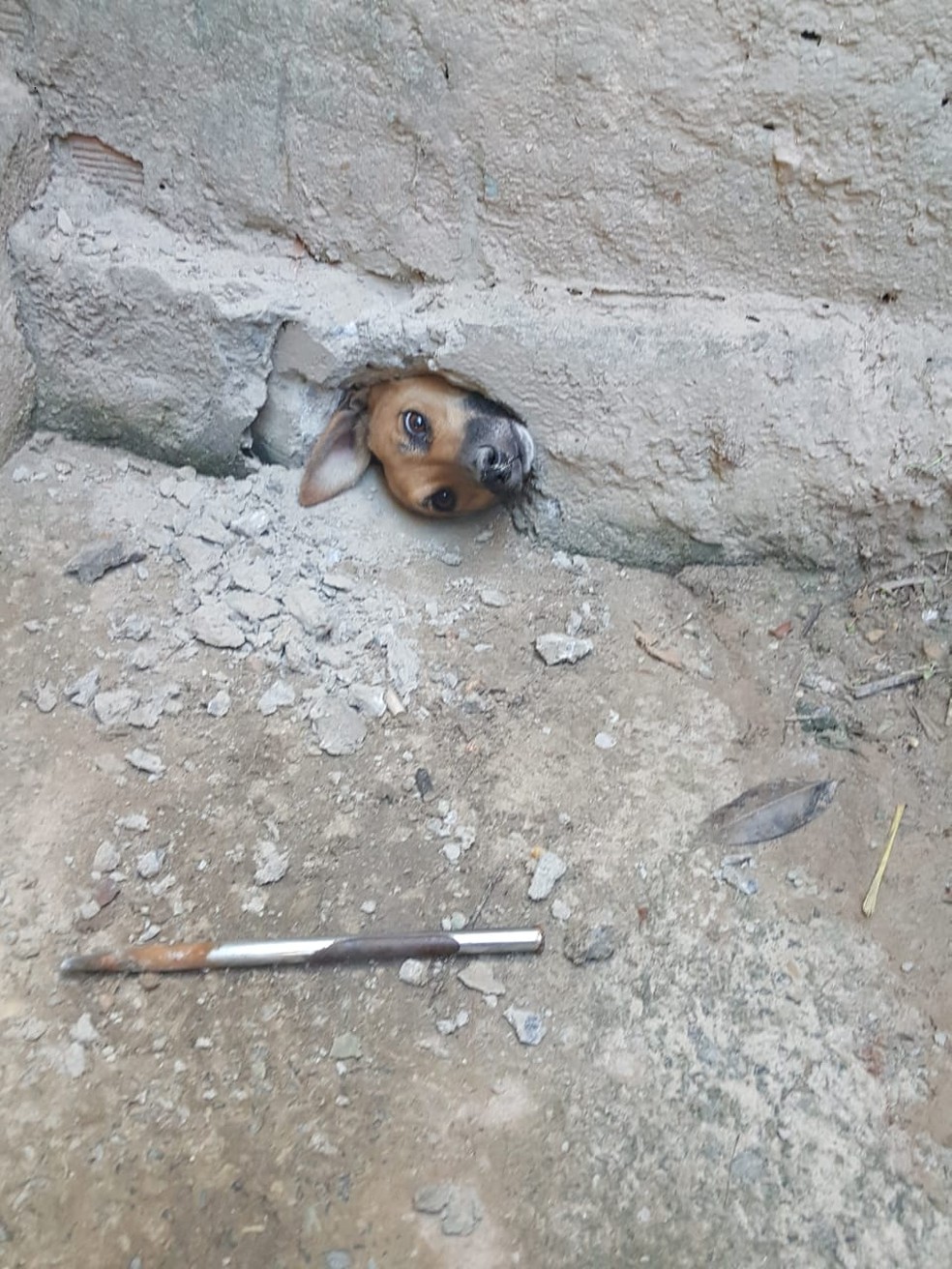 Cachorrinha ficou presa em um buraco em um muro. — Foto: Rosângela Silva/Arquivo Pessoal