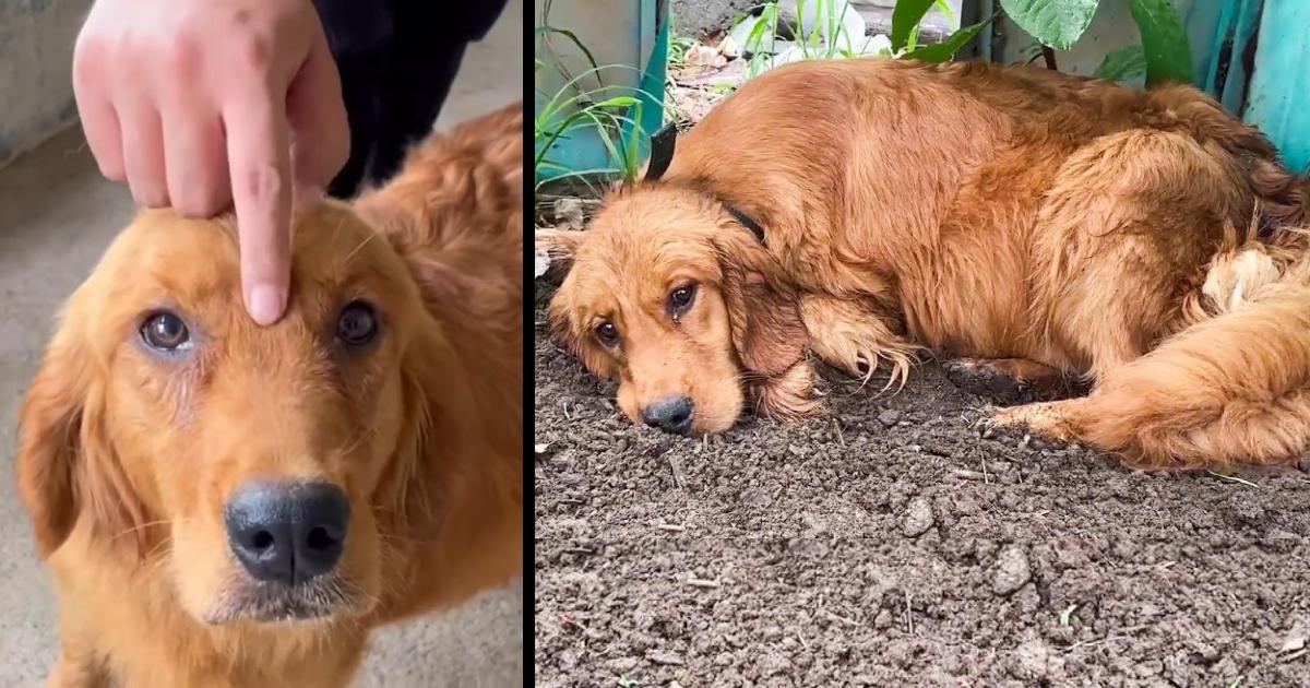 Desperate Pregnant Dog Mom Hides in Dilapidated Shed, Didn’t Think She Can Survive