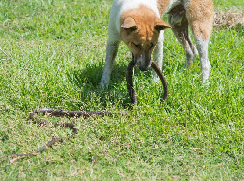 Snakes Dogs Stock Photos - Free & Royalty-Free Stock Photos from Dreamstime