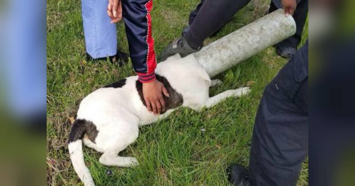 Stray Dog Rescued After Getting Sewer Pipe Stuck On His Head - The Dodo