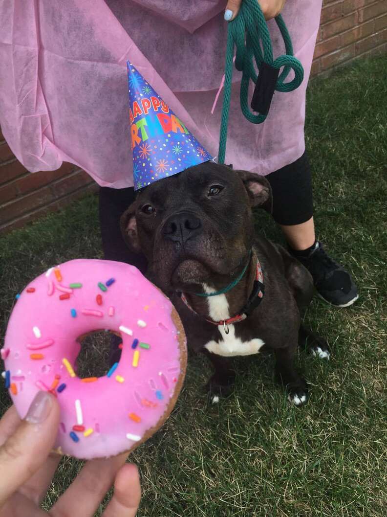 Shelter Throws Birthday Party For Dogs And It Was Too Cute - The Dodo
