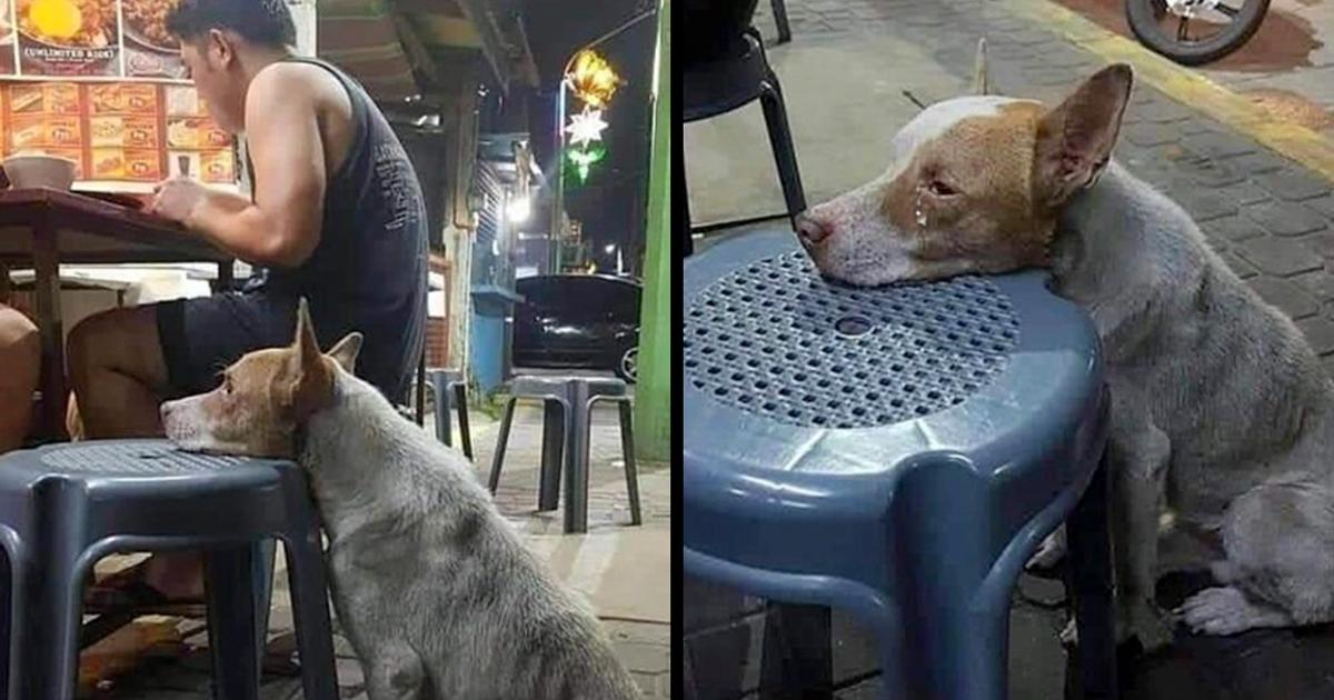 Hungry Dog Rests His Head on a Chair in a Restaurant; Waiting for Food to Be Given to Him