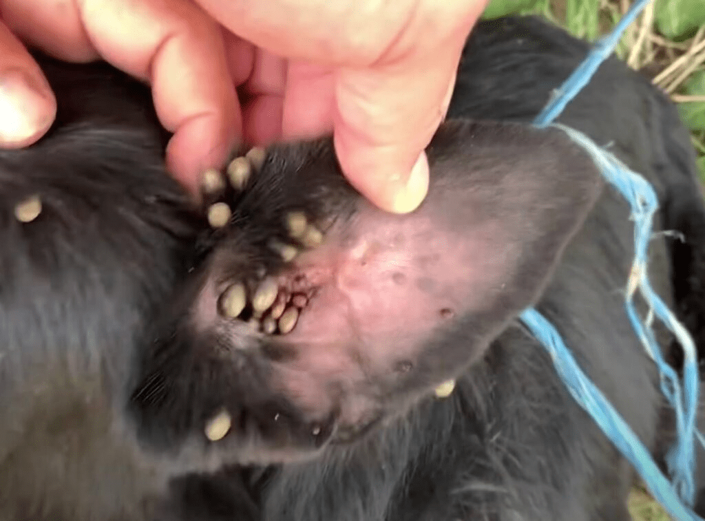 Heartbreaking Tale of a Dog Abandoned and Tortured by His Owner with Scorpions All Over His Body