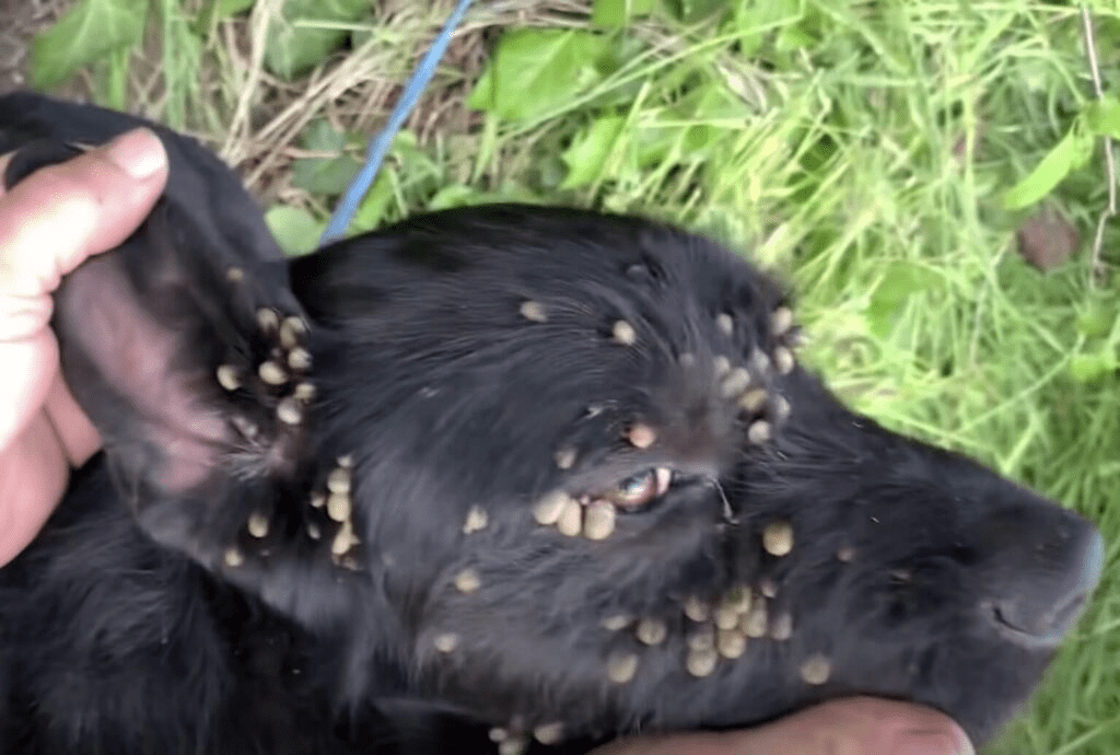 Heartbreaking Tale of a Dog Abandoned and Tortured by His Owner with Scorpions All Over His Body