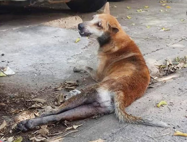 Paralyzed dog dragging his legs screaming in pain hoping someone can help - Juligal