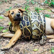 The Lucky Dog When The Boy Rescued From Python