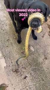 snake wrapped around dog｜TikTok Search