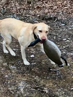 “the last hug” the dog hugged his duck friend after 5 months of attachment for the duck to be sold, making the owner choke.(video) Lien - Nine Thousand Years