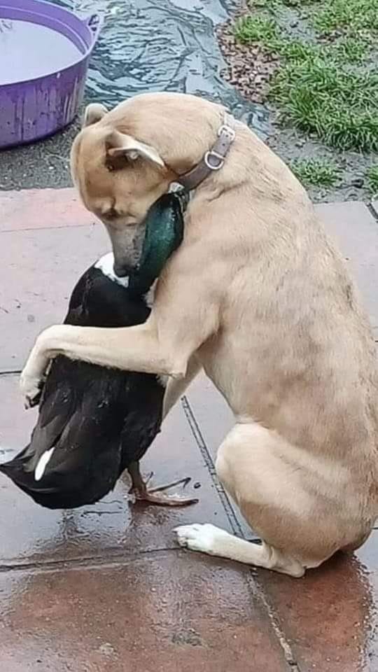 “the last hug” the dog hugged his duck friend after 5 months of attachment for the duck to be sold, making the owner choke.(video) Lien - Nine Thousand Years