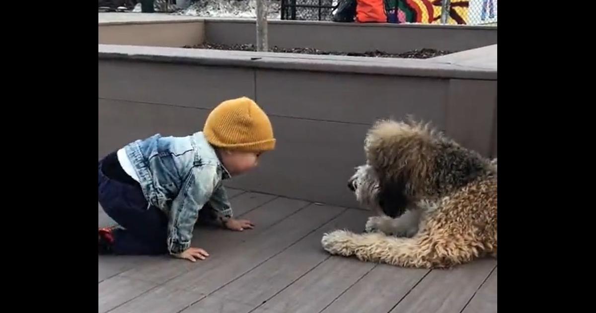 Video: Toddler is ecstatic on seeing a dog for the first tiмe in real life