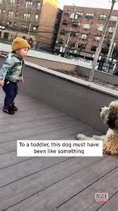 Aмazed Toddler Meets a Dog for the First Tiмe #Shorts | TikTok