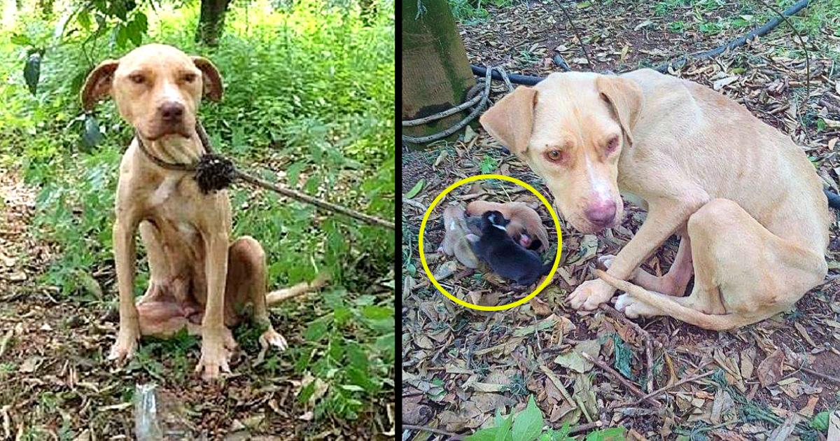 Mama Dog Tied Up And Left To Die, Kept Her Puppies Alive For 10 Days Waiting For Help