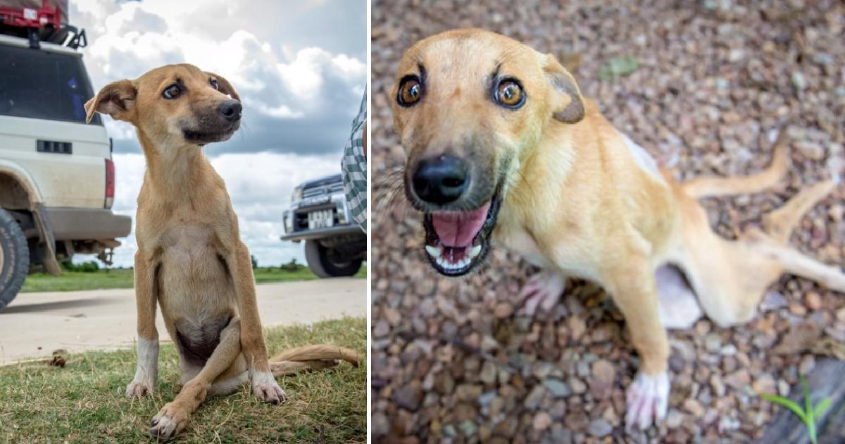 Paralyzed Puppy Drags Herself Across Botswana To Find Help, And Luck Smiles On Her