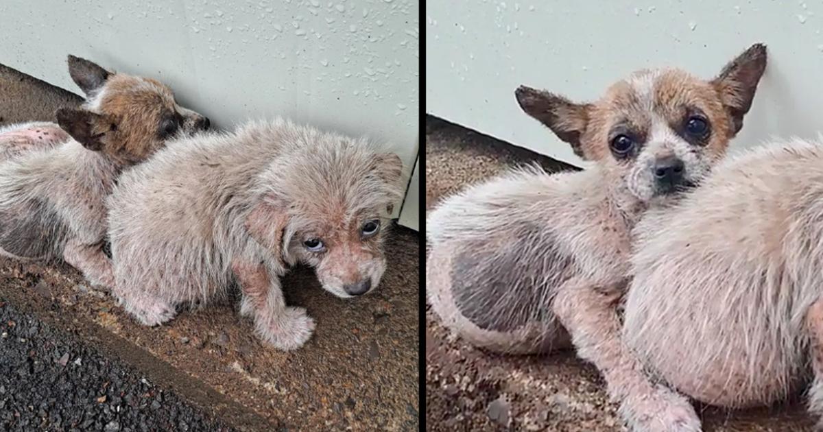 Puppies And Mother Dog Wandering On The Street With Severe Skins Disease, Shaking In Frozen And Scared