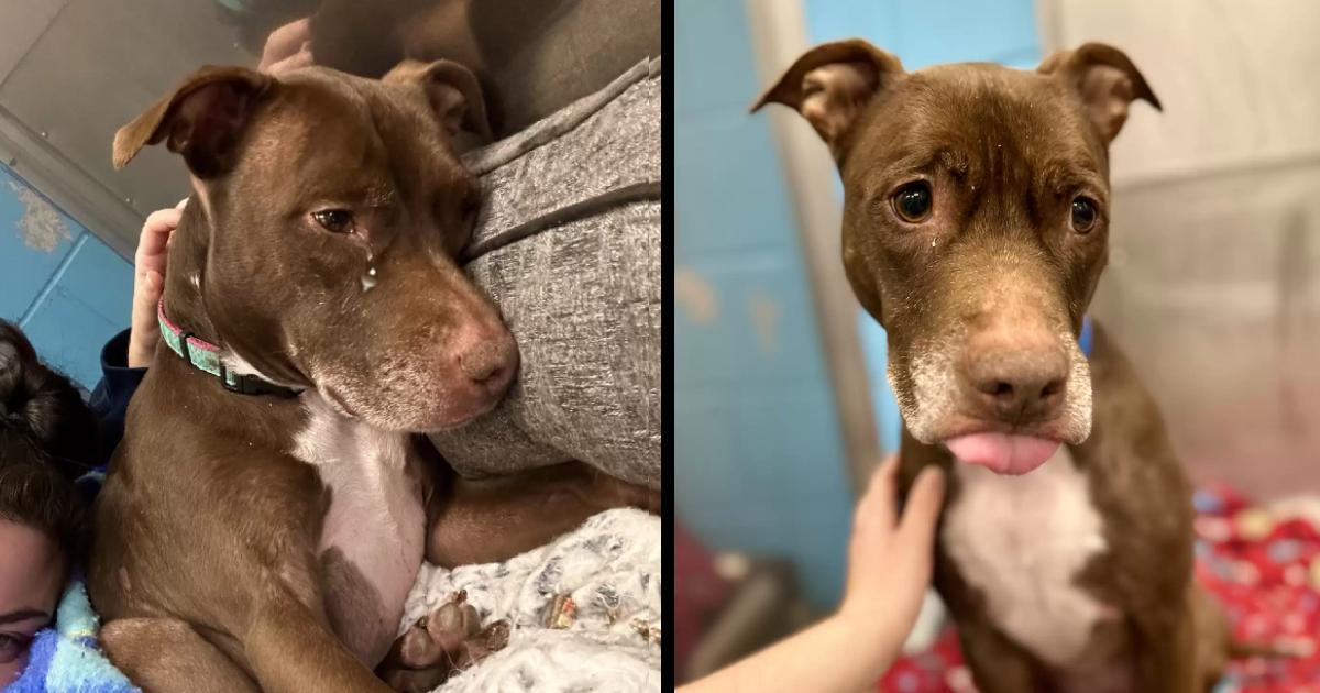 Shelter Dog Is So Scared And Broken-hearted When Family Gives Her Up After 7 Years