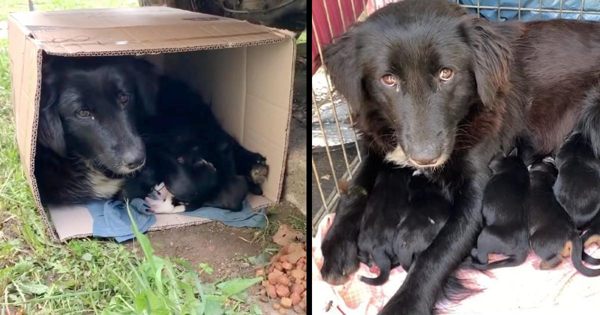 Stray mama dog curls up in a box with her puppies to keep them warm.