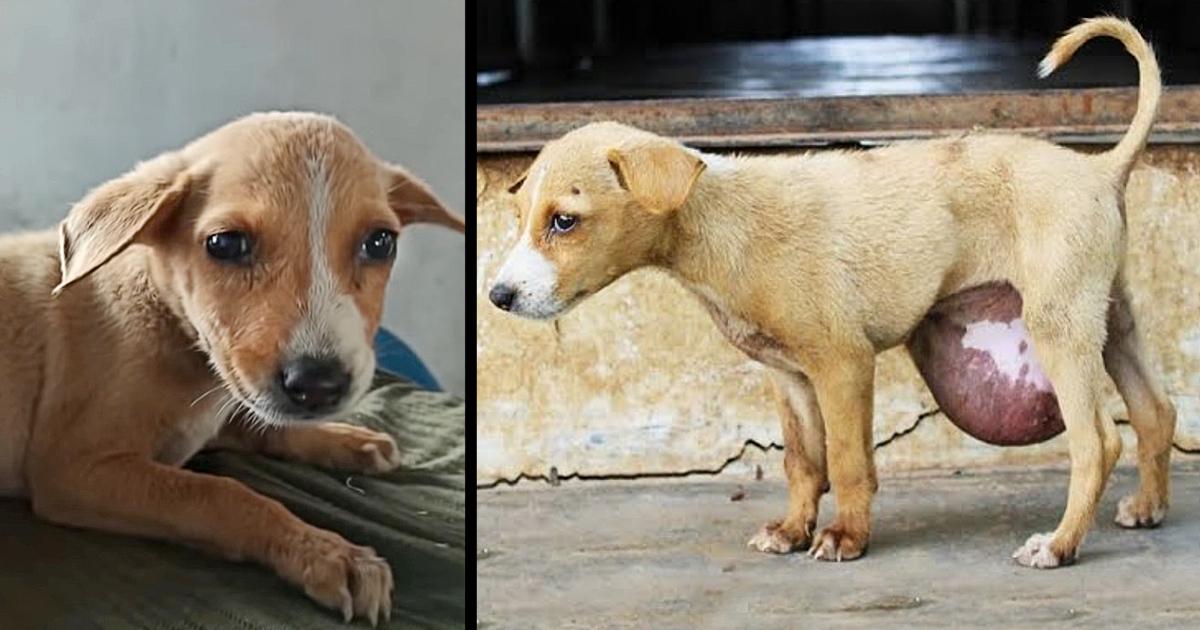 Street Adorable Puppy Found With Huge Hernia On Her Belly