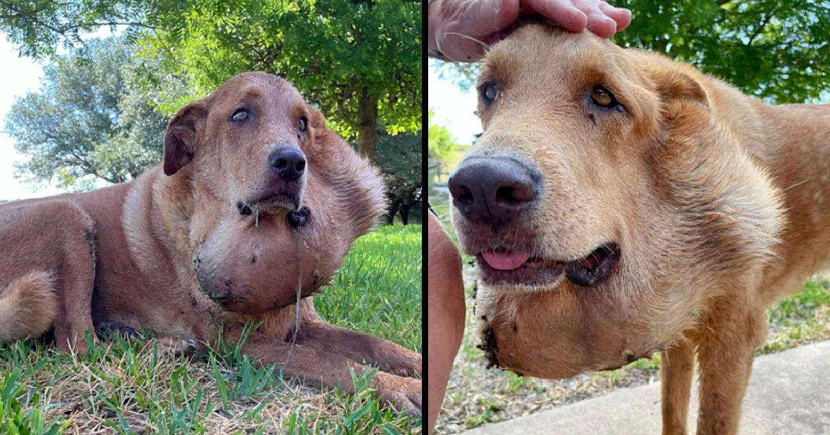 Sweet Dog Suffered With Huge Salivary Tumor For 6 Years, After His Owners Refused To Take him To Vet