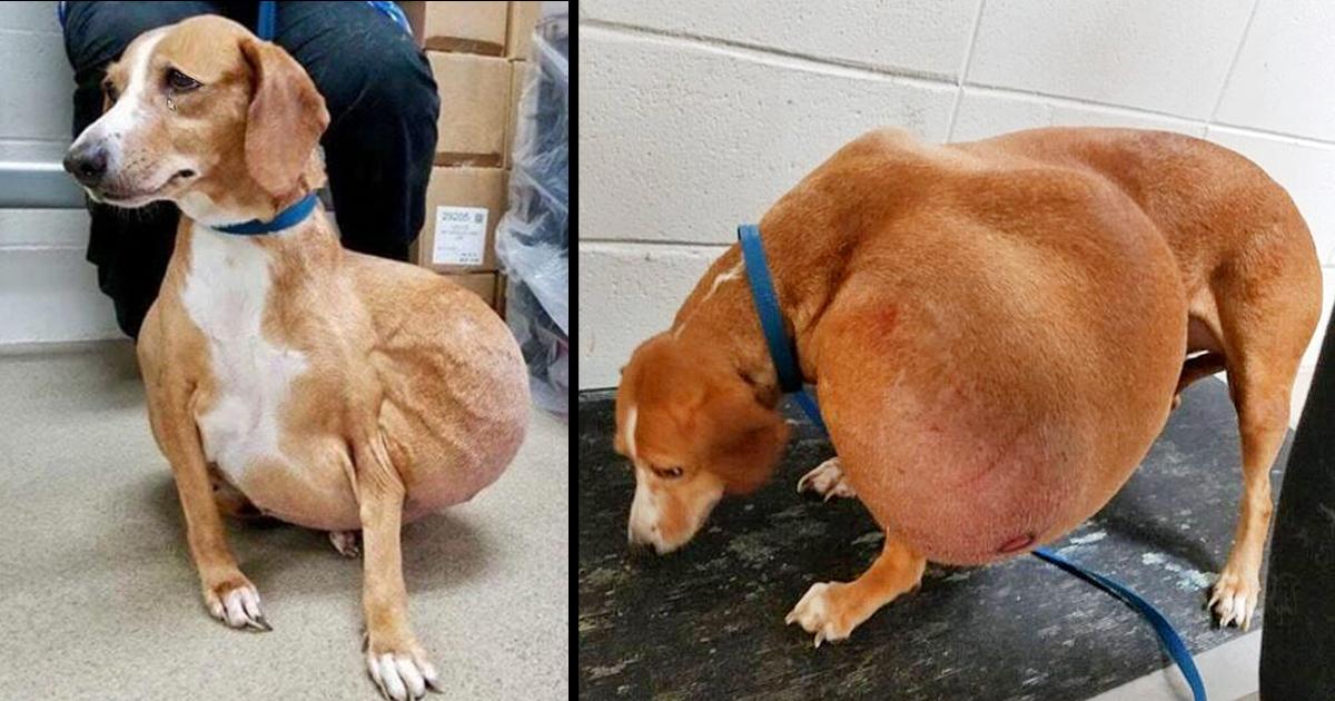The Best Life is Now for a Small Dog with a Huge Tumor Who Was Surrendered for Euthanasia