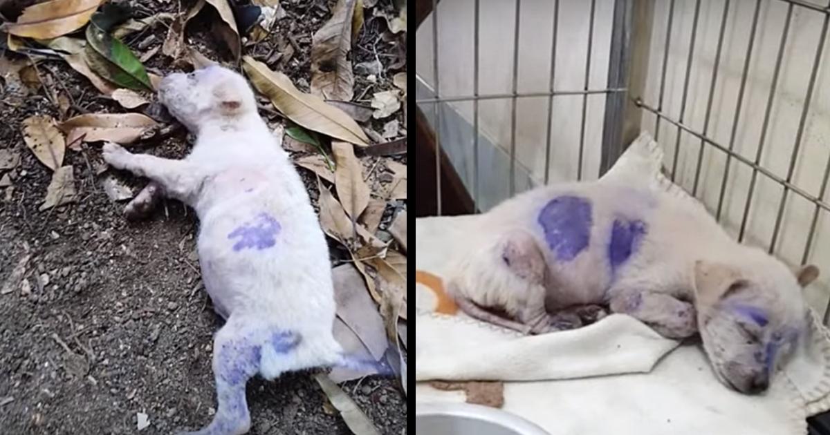 The ill dog that was left alone in the wilderness after having its coat dyed purple.