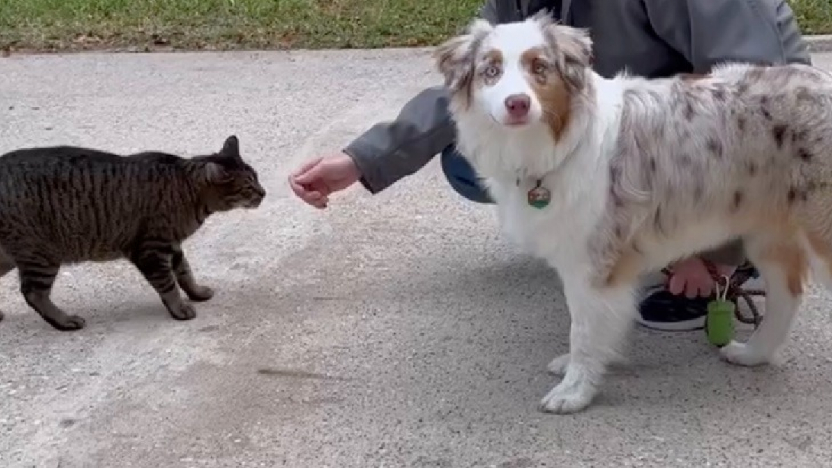 Illustration: “A stray cat takes a liking to a dog in his neighborhood and visits him every day (video)”